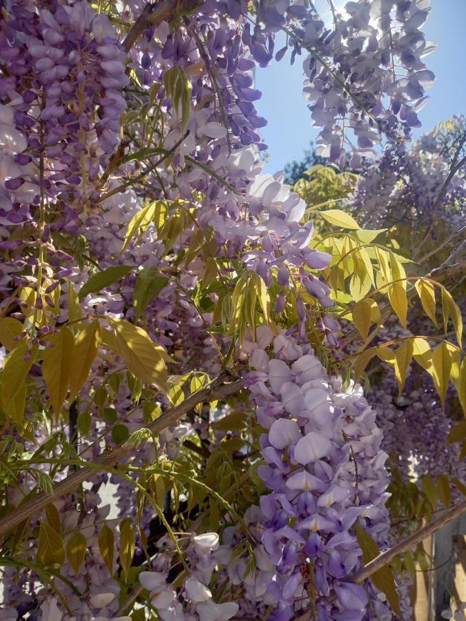 Lilac House Corfu  Exteriör bild